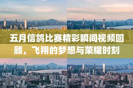 五月信鸽比赛精彩瞬间视频回顾，飞翔的梦想与荣耀时刻