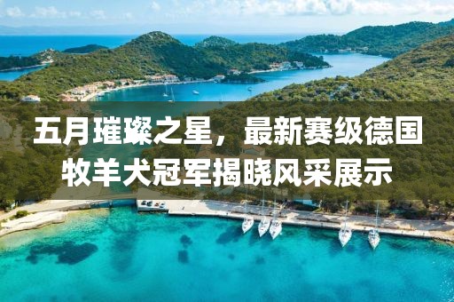 五月璀璨之星，最新赛级德国牧羊犬冠军揭晓风采展示