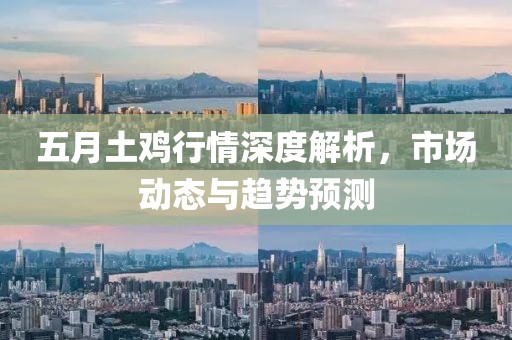 五月土鸡行情深度解析，市场动态与趋势预测