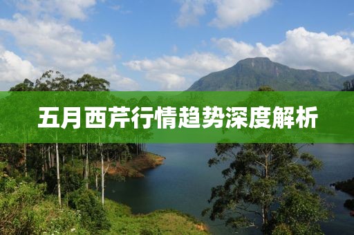 五月西芹行情趋势深度解析