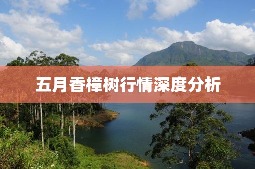 五月香樟树行情深度分析